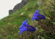 22 Genziane di Koch (Gentiana acaulis)